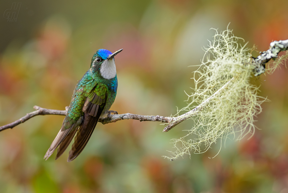 kolibřík pokřovní - Lampornis castaneoventris