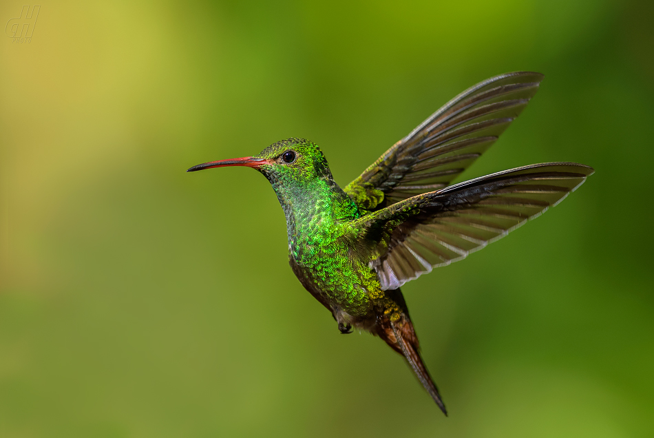 kolibřík rezavoocasý - Amazilia tzacatl