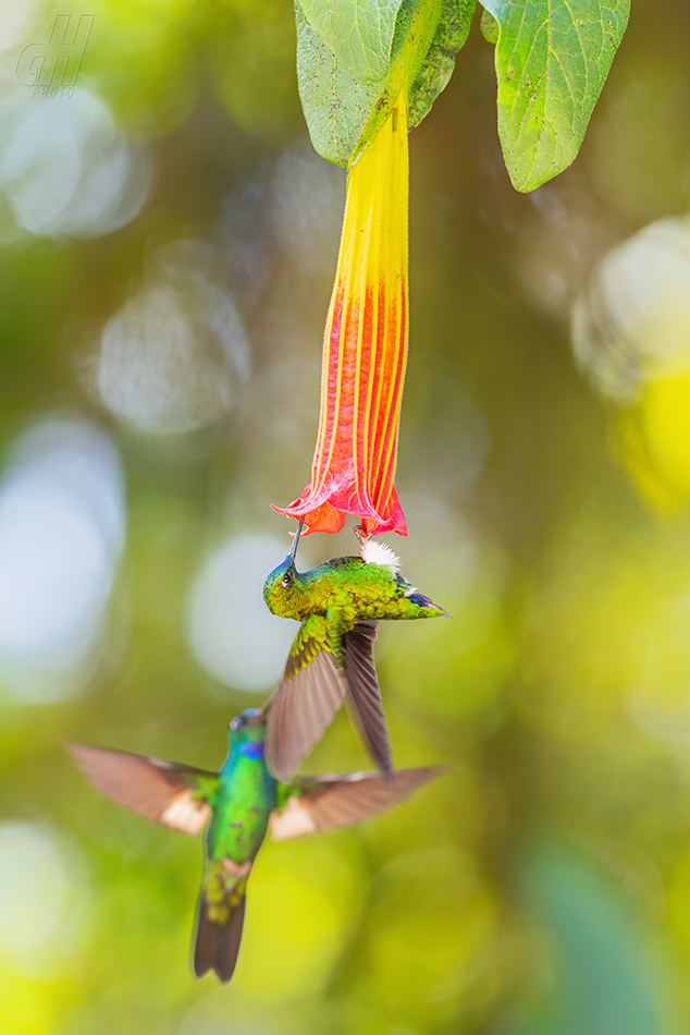 kolibřík safírořitý - Eriocnemis luciani