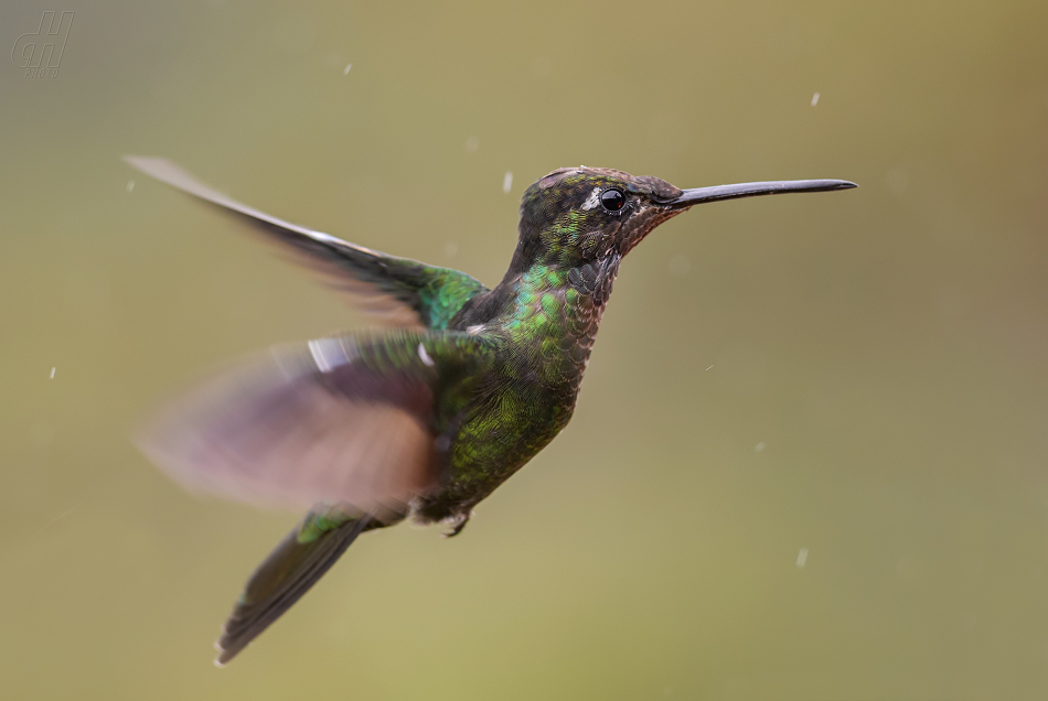 kolibřík skvostný - Eugenes fulgens