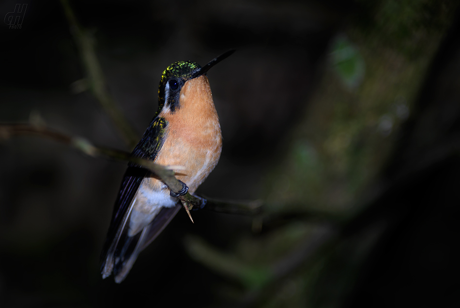 kolibřík trpasličí - Phaethornis longuemareus