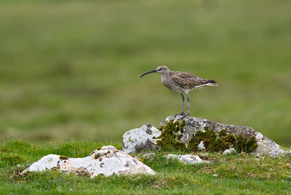 koliha malá - Numenius phaeopus
