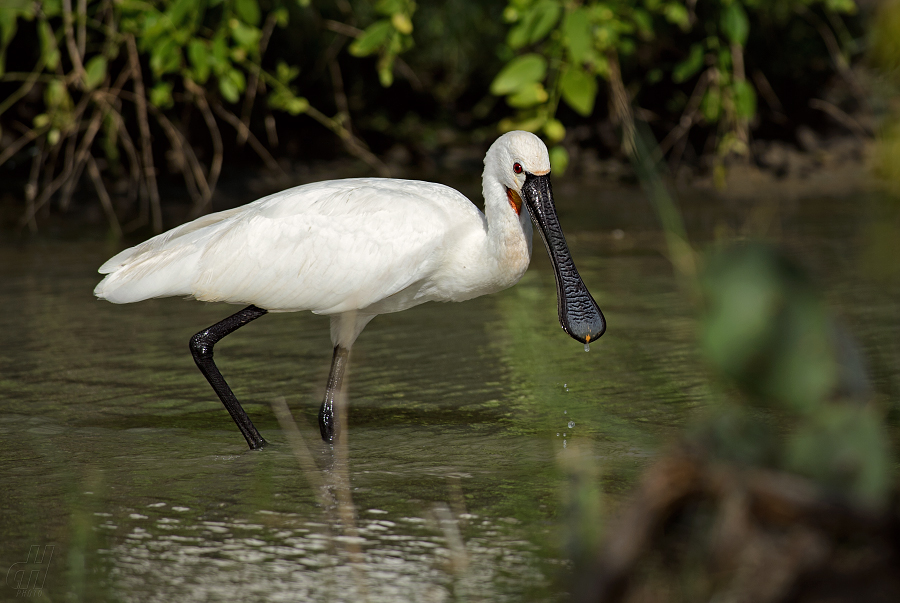 kolpík bílý - Platalea leucorodia