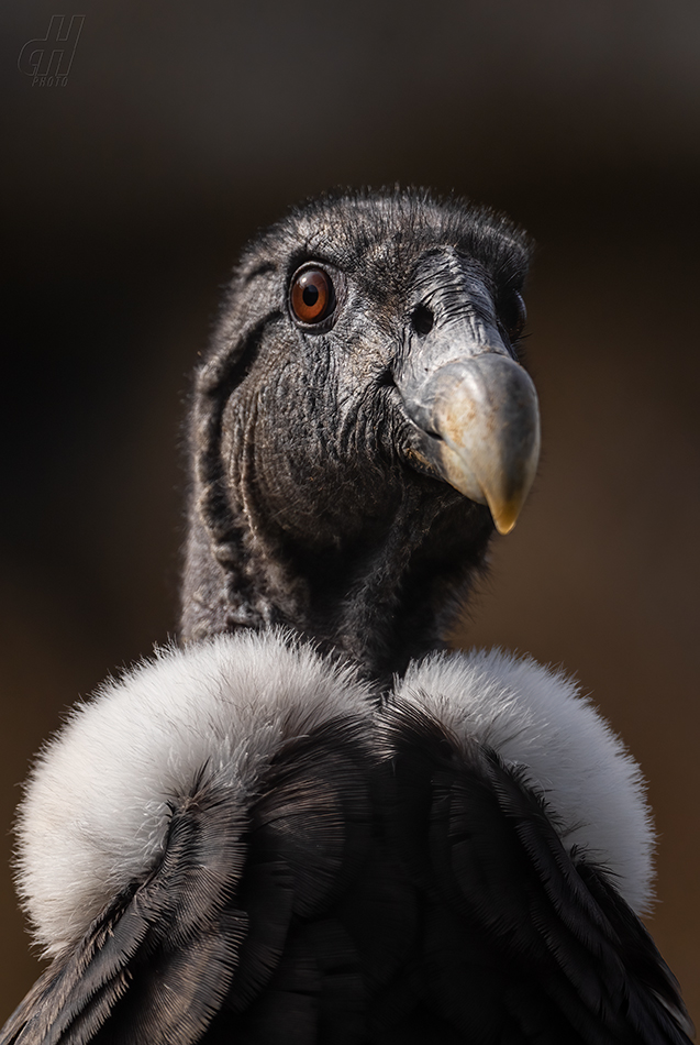 kondor andský - Vultur gryphus
