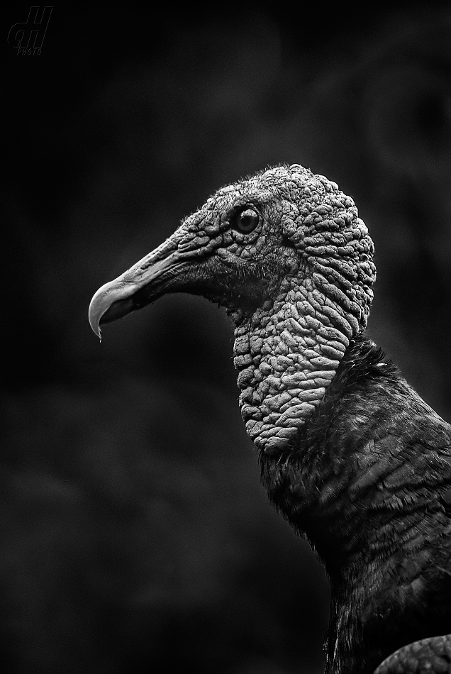 kondor krocanovitý - Cathartes aura