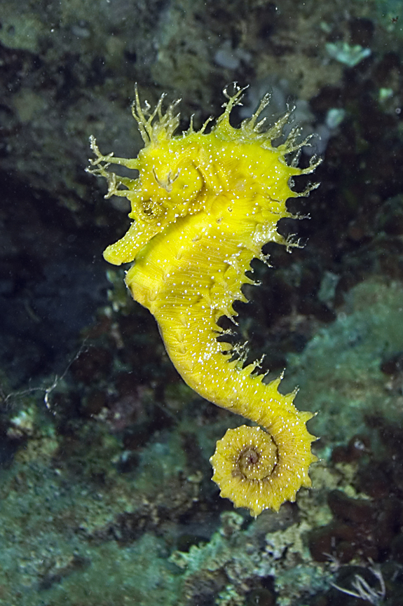 koníček mořský - Hippocampus guttulatus