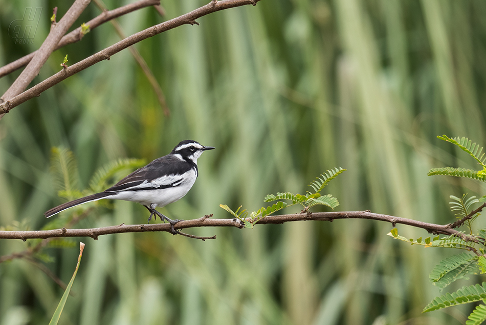 konipas africký - Motacilla aguimp