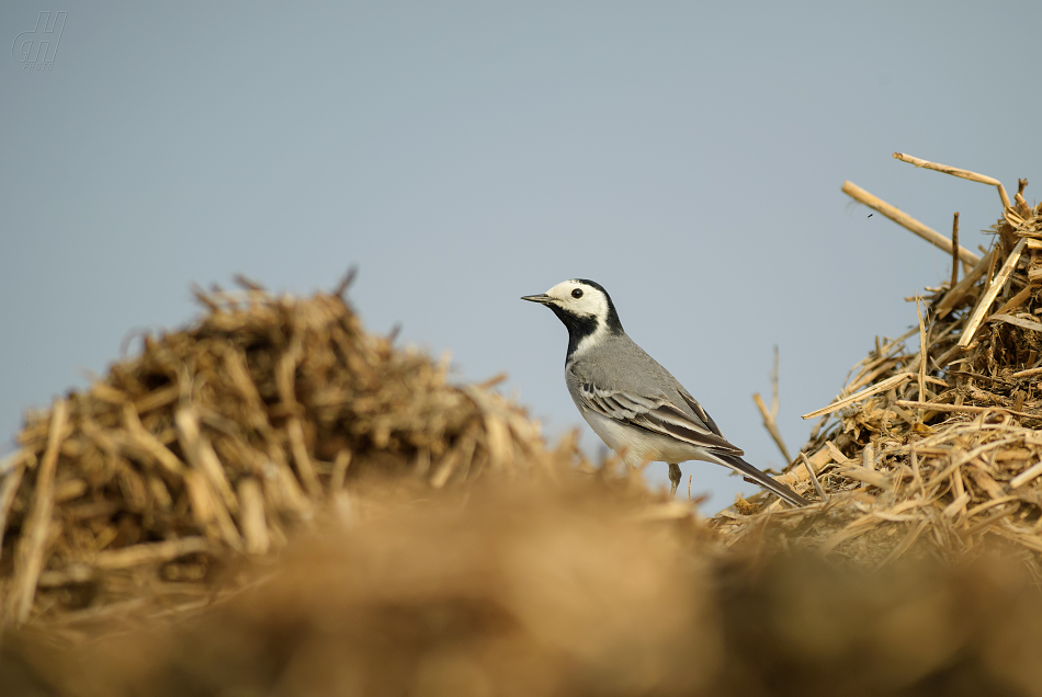 konipas bílý - Motacilla alba