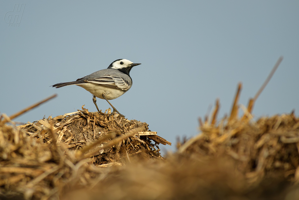 konipas bílý - Motacilla alba