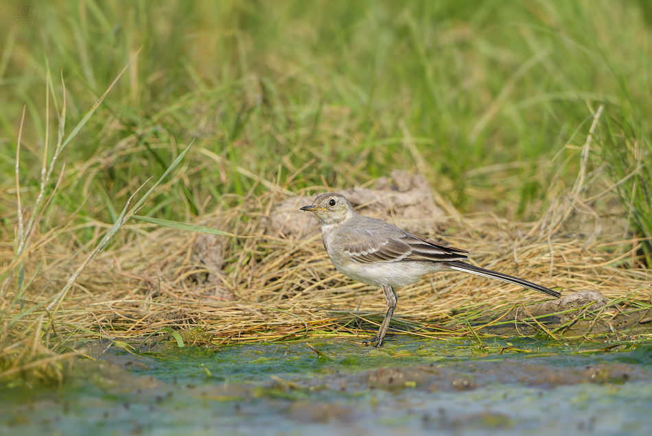 konipas bílý - Motacilla alba