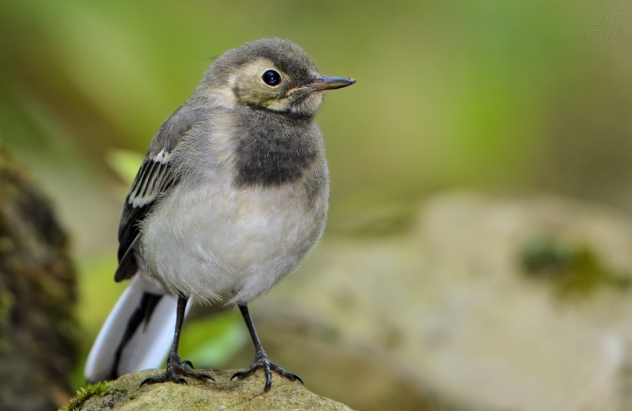 konipas bílý - Motacilla alba