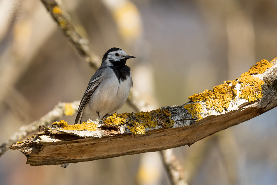 konipas bílý - Motacilla alba