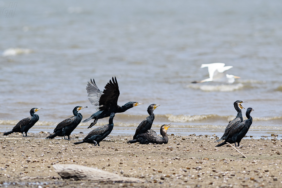 kormorán indomalajský - Phalacrocorax fuscicollis