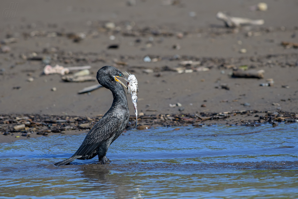 kormorán subtropický - Phalacrocorax brasilianus