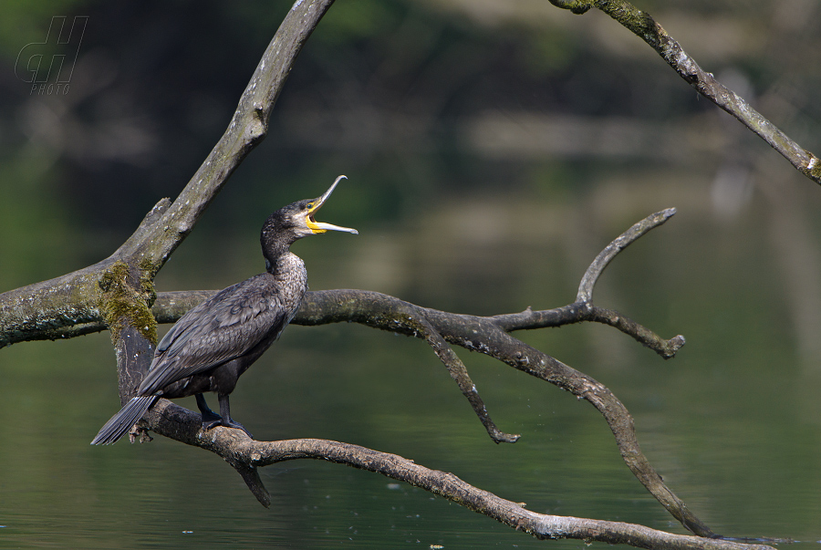 kormorán velký - Phalacrocorax carbo