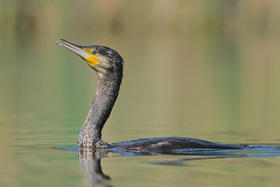 kormorán velký - Phalacrocorax carbo