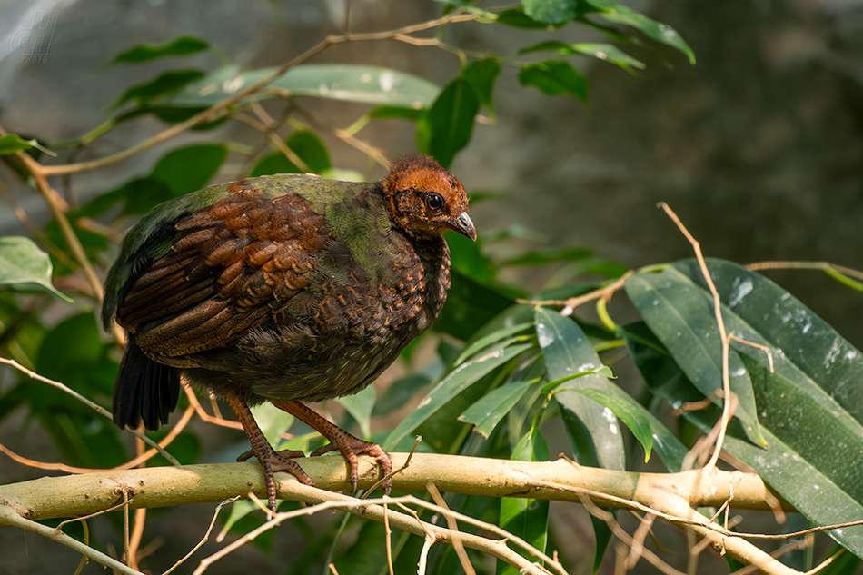 koroptev korunkatá - Rollulus rouloul