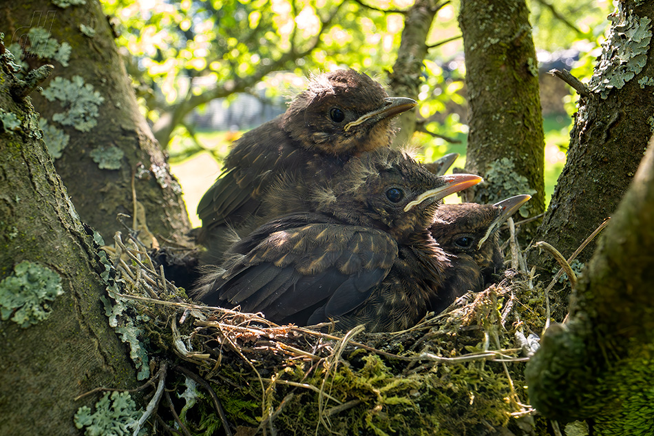 kos černý - Turdus merula