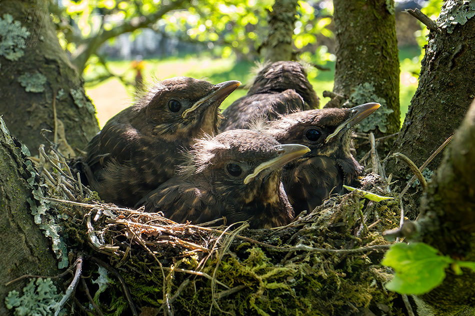 kos černý - Turdus merula