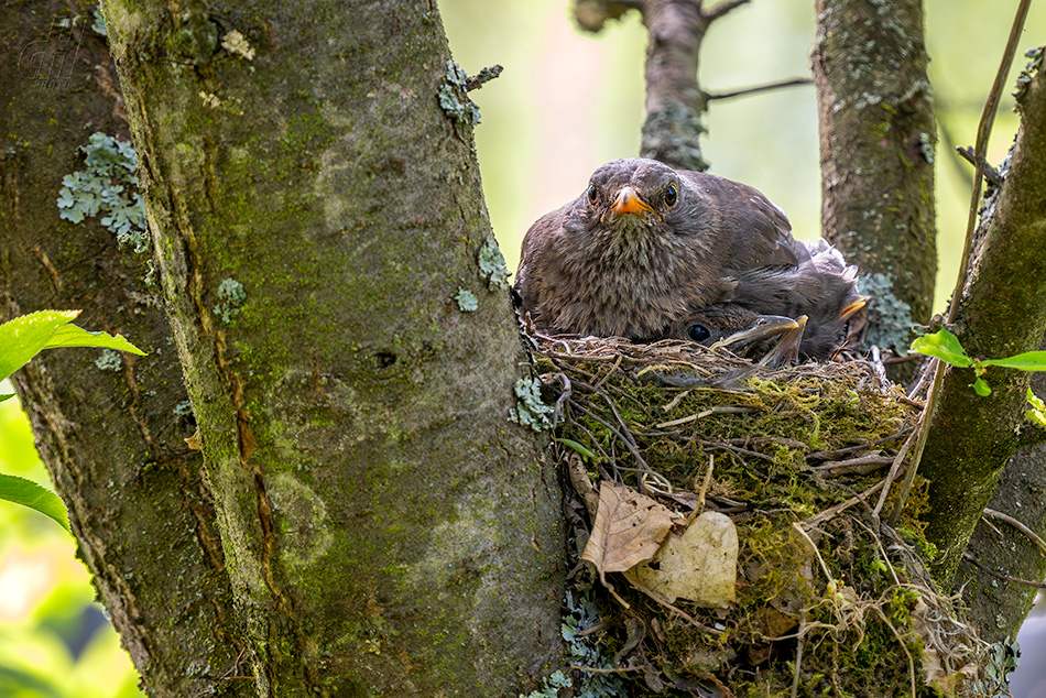 kos černý - Turdus merula