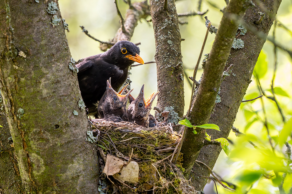 kos černý - Turdus merula