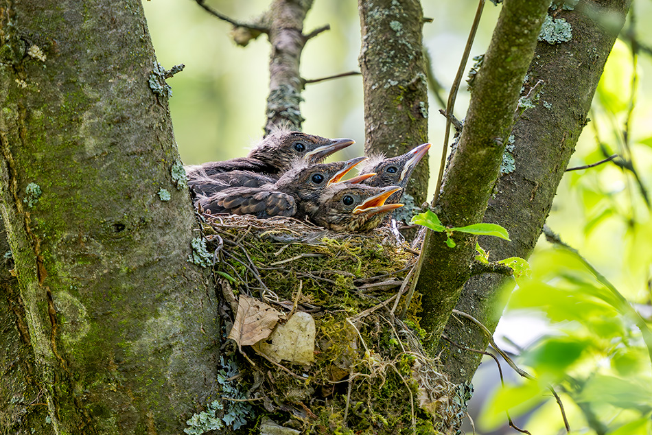 kos černý - Turdus merula