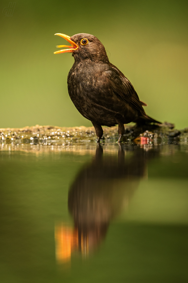 kos černý - Turdus merula