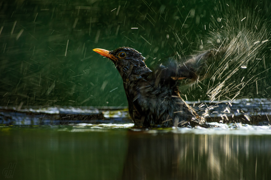 kos černý - Turdus merula