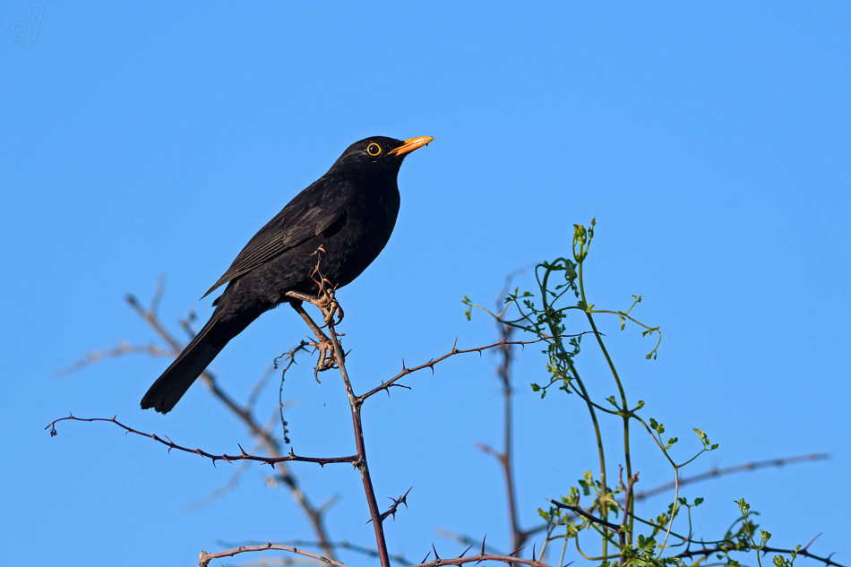 kos černý - Turdus merula