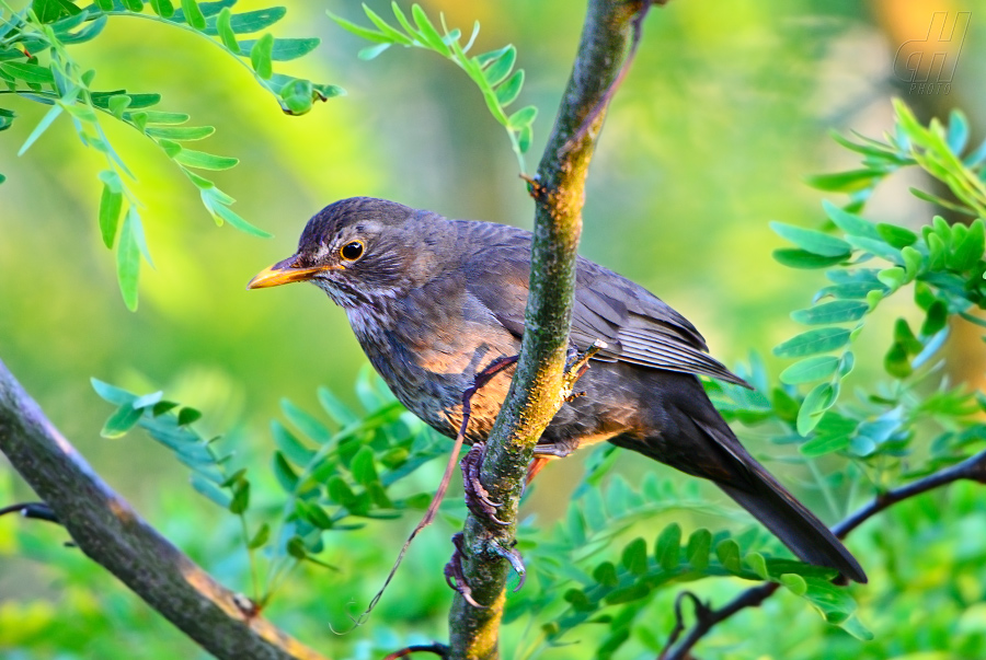 kos černý - Turdus merula