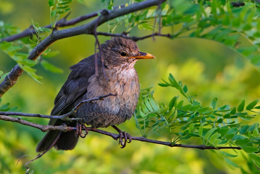 kos černý - Turdus merula