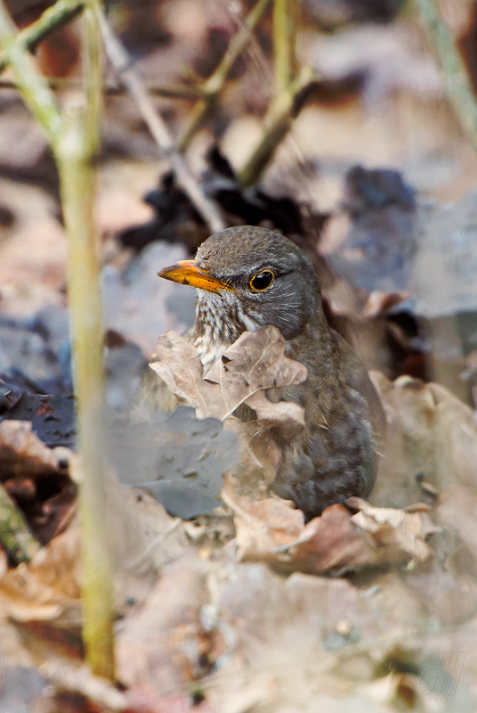 kos černý - Turdus merula