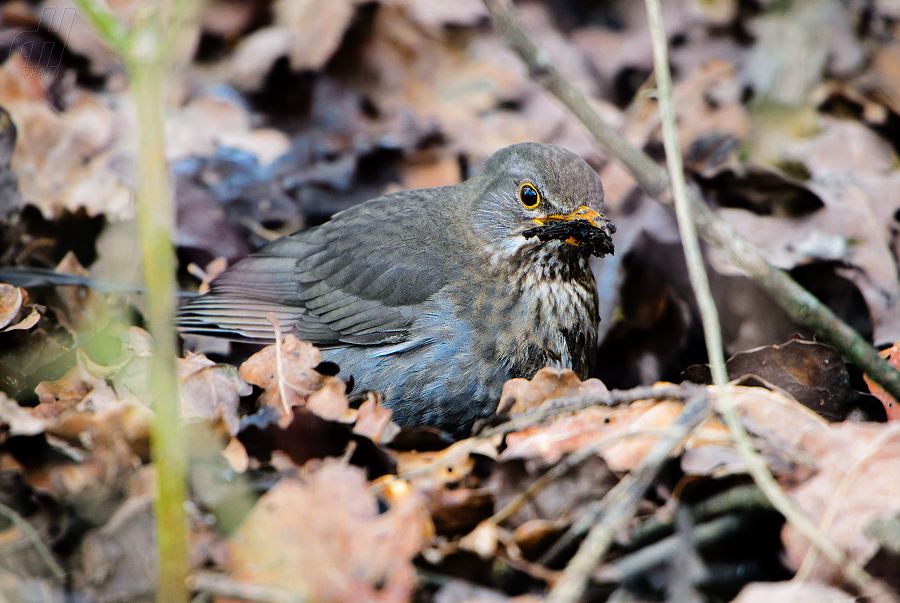 kos černý - Turdus merula