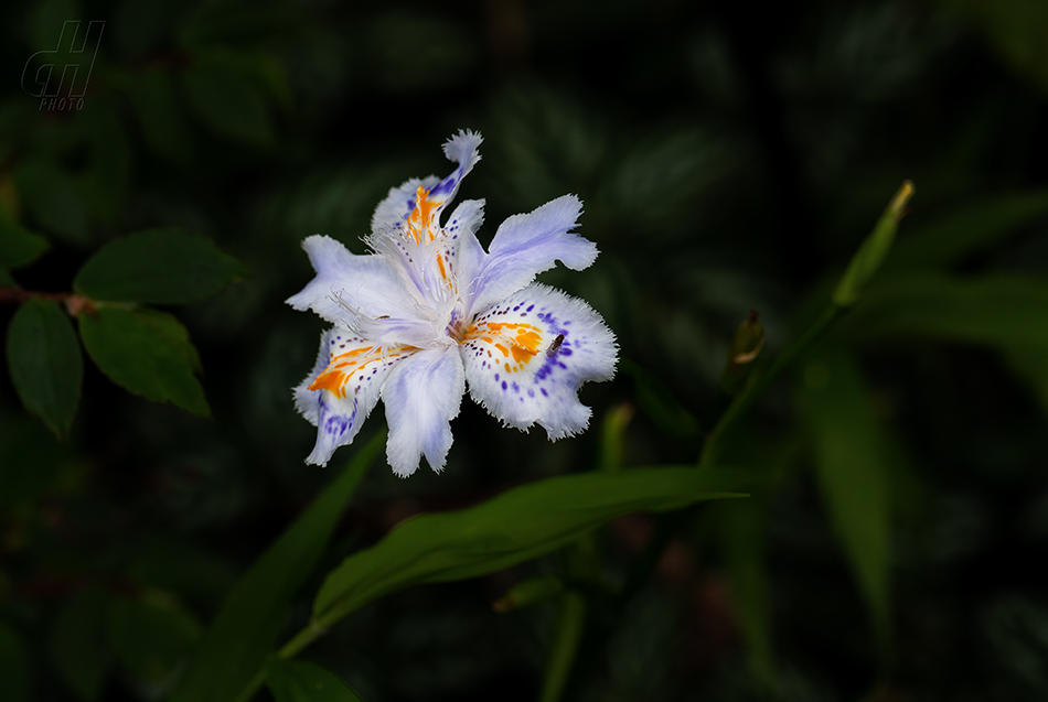 kosatec japonský - Iris japonica