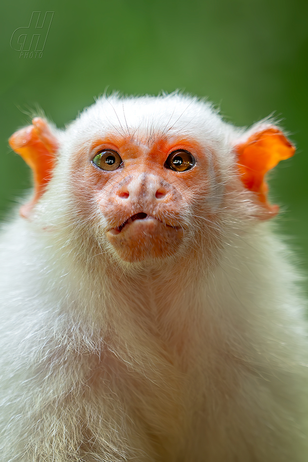 kosman stříbřitý - Mico argentatus