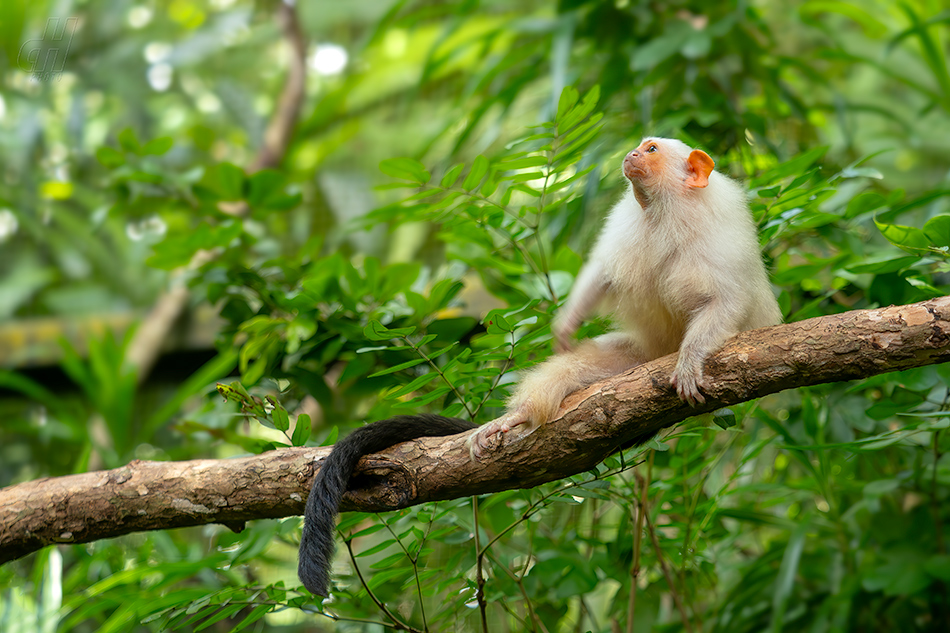 kosman stříbřitý - Mico argentatus