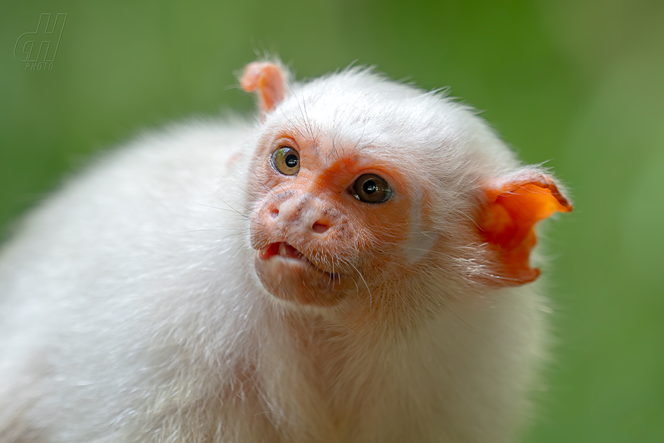 kosman stříbřitý - Mico argentatus