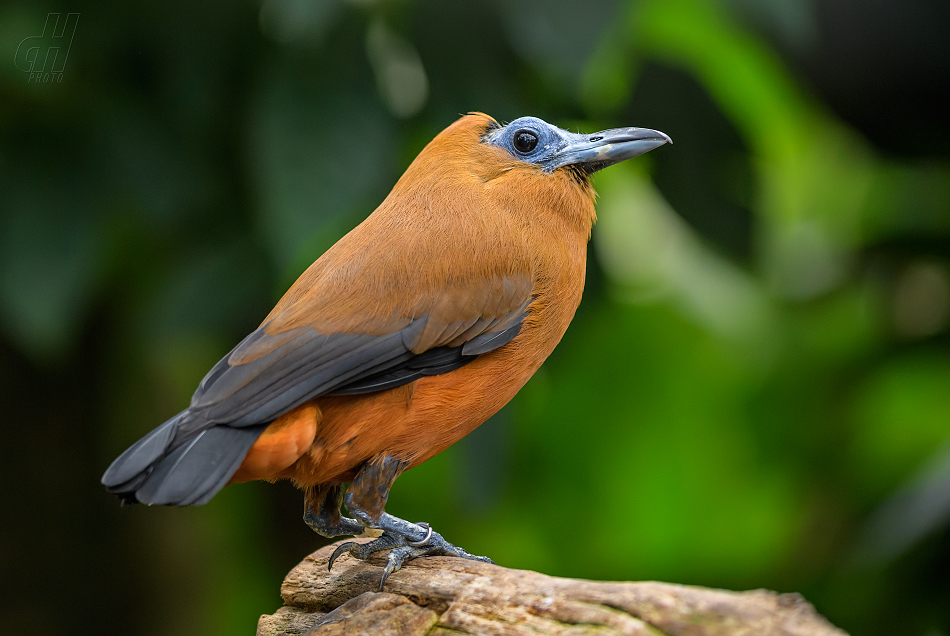 kotinga tříbarvá - Perissocephalus tricolor