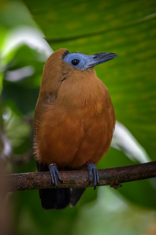 kotinga tříbarvá - Perissocephalus tricolor