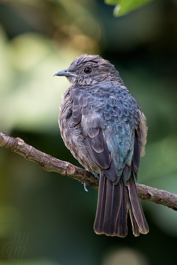 kotinga třpytivá - Cotinga cayana