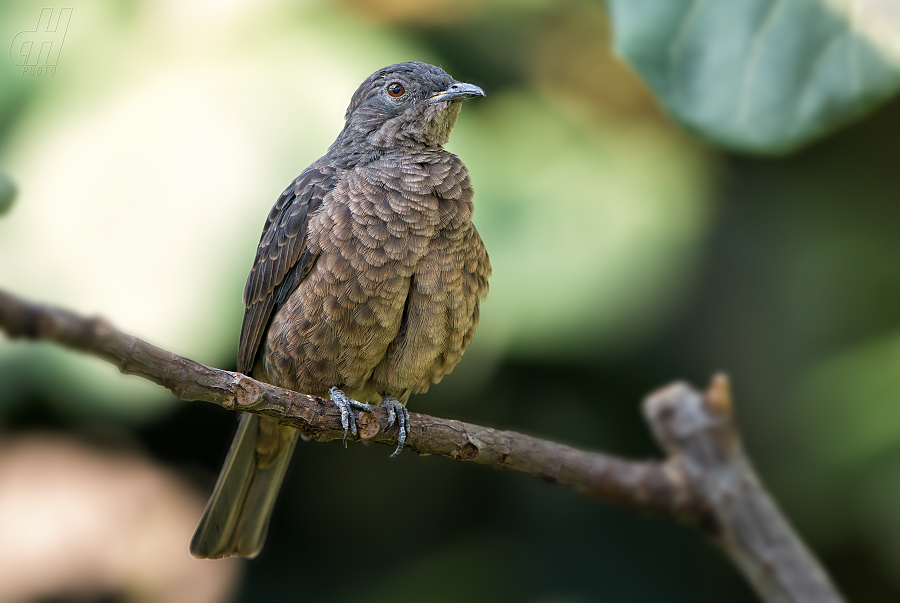 kotinga třpytivá - Cotinga cayana