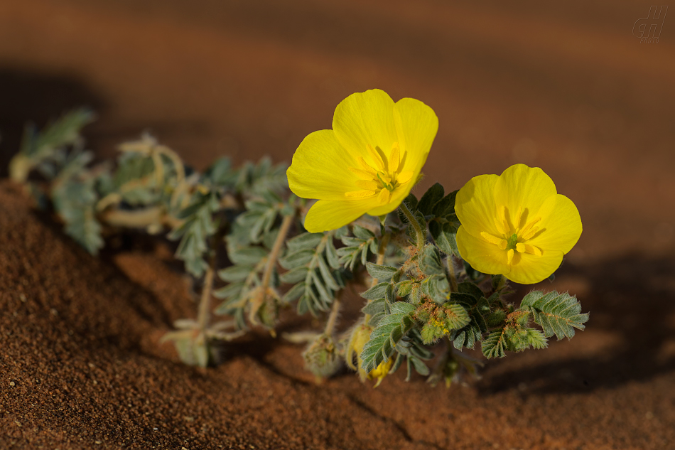 kotvičník zemní - Tribulus terrestris