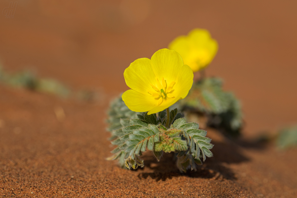 kotvičník zemní - Tribulus terrestris