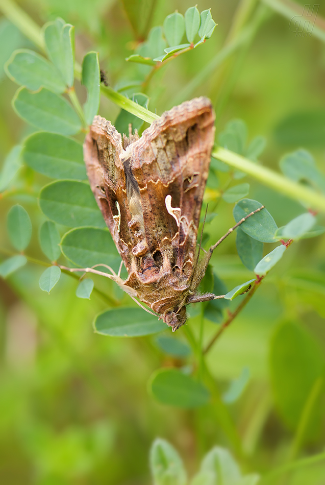 kovolesklec gama - Autographa gamma