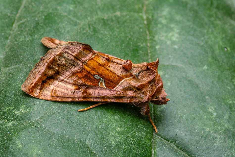 kovolesklec hluchavkový - Autographa jota