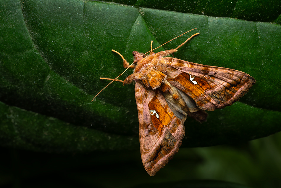kovolesklec hluchavkový - Autographa jota