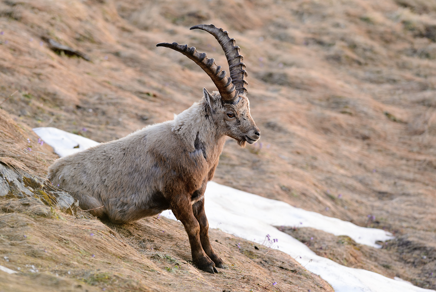 kozorožec horský - Capra ibex