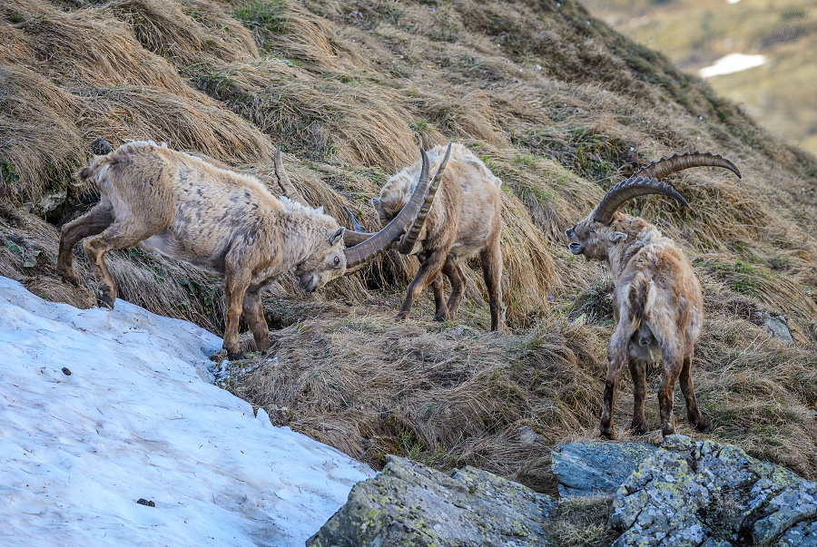 kozorožec horský - Capra ibex