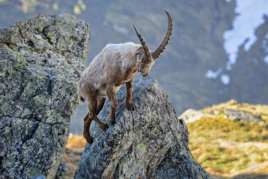 kozorožec horský - Capra ibex