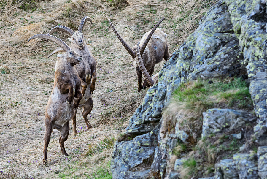 kozorožec horský - Capra ibex
